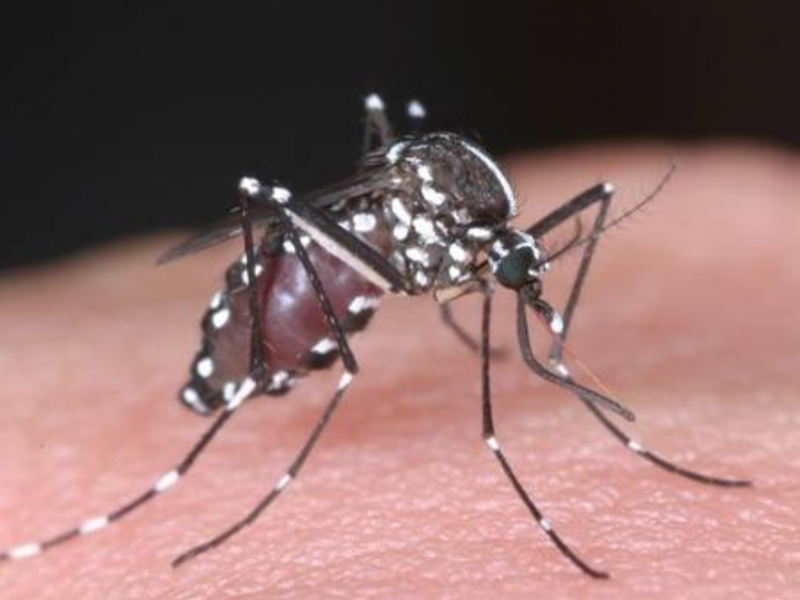 Jalisco registra 1 caso de Dengue durante 2020