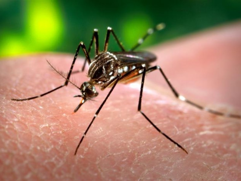 Jalisco registra 6 mil 434 casos de dengue