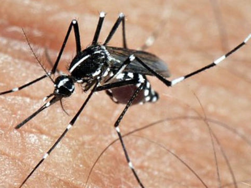 Jalisco segundo lugar en casos de Dengue