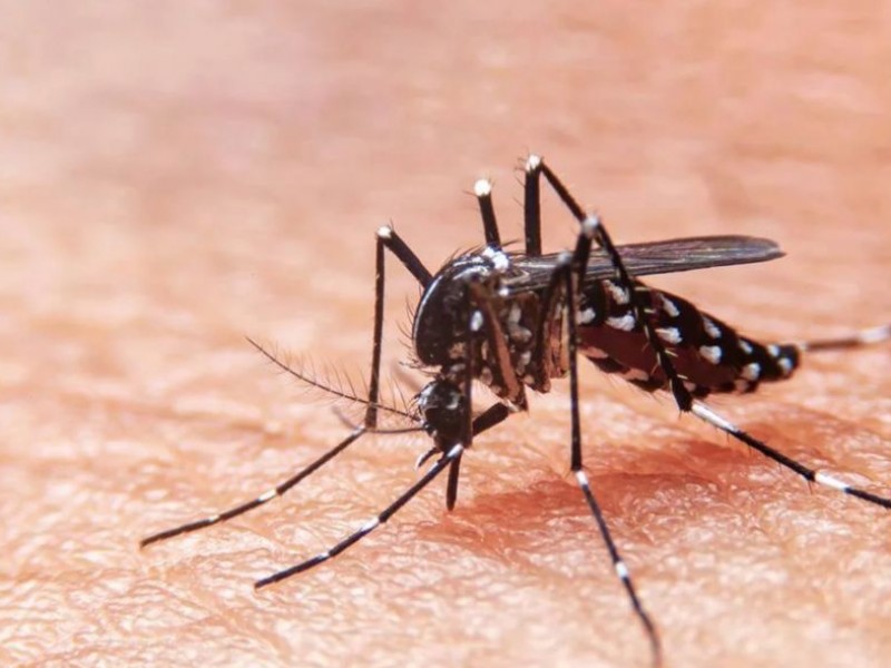 Jalisco sexto lugar nacional en casos de dengue