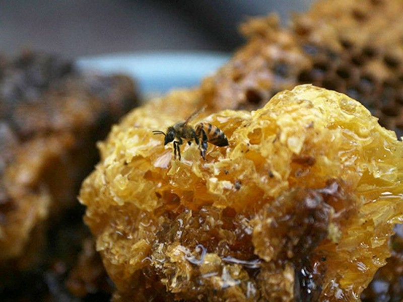 Jalisco tercer lugar en producción de miel a nivel nacional