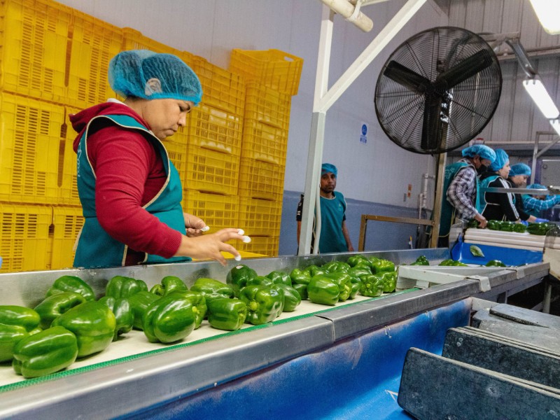 “Japón abre sus puertas al pimiento morrón mexicano”: SECAM