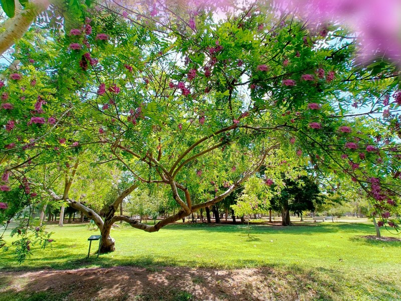 Jardín Botánico invita a su bazar de plantas