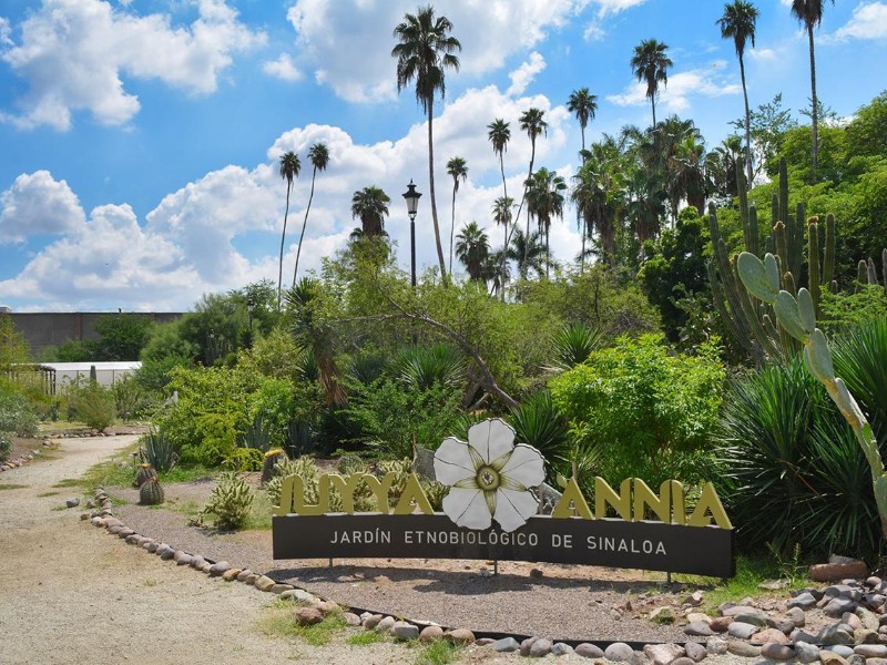 Jardín etnobiológico Juyya Ánnia, tesoro cultural en Los Mochis