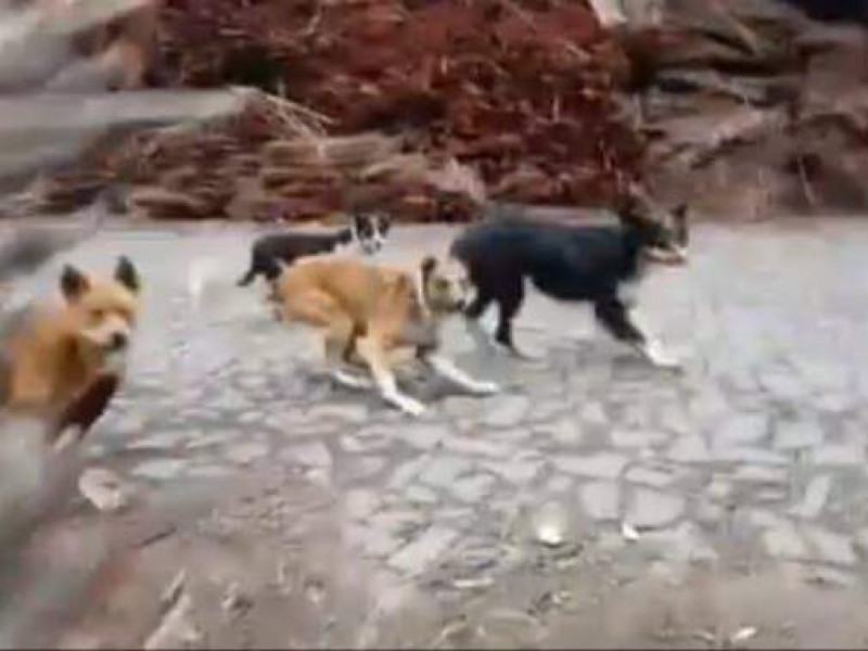 Jauría de perros ataca y mata a mujer en Cuetzalan