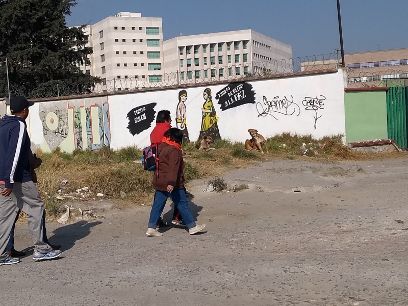 Jauría de perros atemoriza a peatones en Toluca