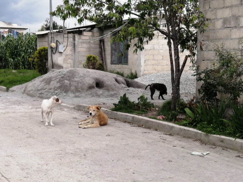 Jauría de Perros en San Mateo Otzacatipan