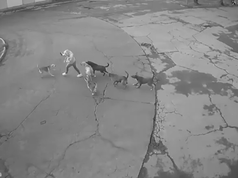 Jauría muerde a mujer en Ixtapaluca