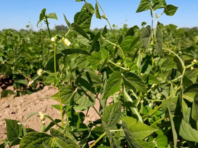 JLSV detecta primeros casos de moho blanco en cultivos de frijol