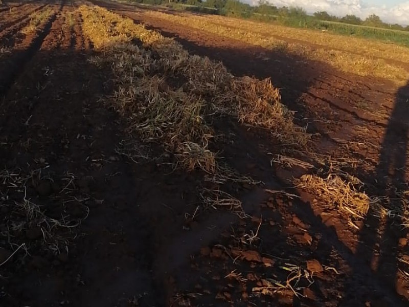 JLSV evalúa afectación en cultivos por lluvias