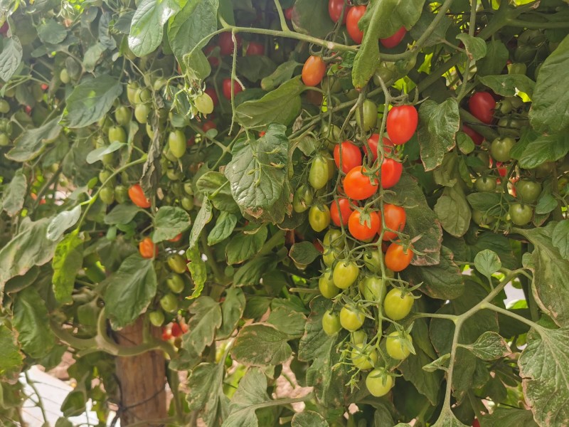 JLSV pide a horticultores destruir socas para evitar plagas