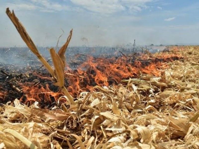 JLSV pide a productores abstenerse de quemar soca