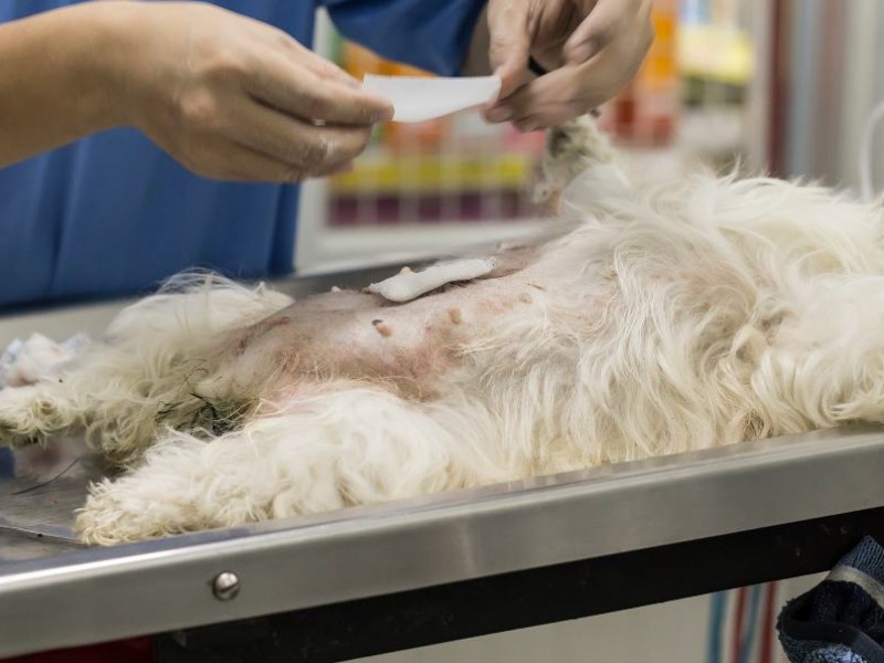 Jornada de esterilización gratuita el Plaza de los Tres Presidentes