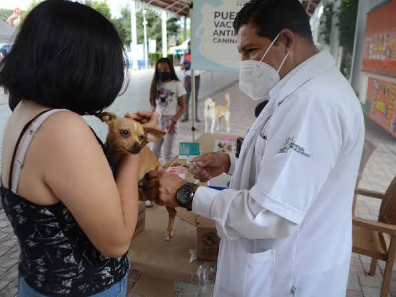 Jornada de Vacunación Antirrábica Canina y Felina 2023