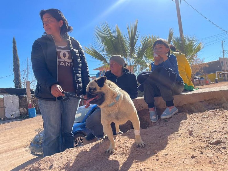 Jornada de vacunación y esterilización de mascotas en Flores Magón