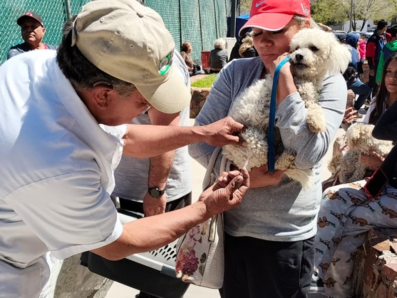 Jornada masiva de salud canina y felina