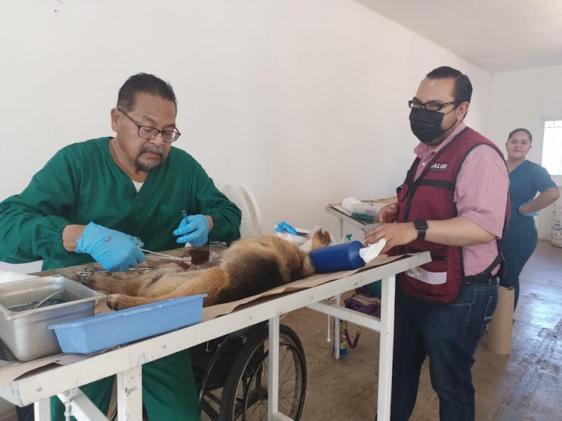 Jornadas de esterilización de mascotas en colonia Rosario