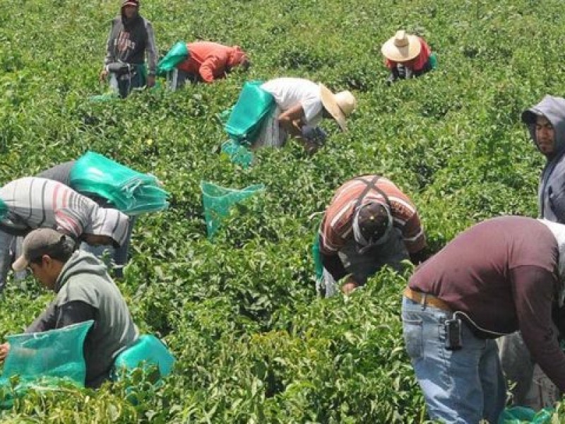 Jornalera agrícola embarazada da positivo a Covid-19 en Zacatecas