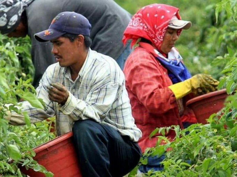 Jornaleras agrícolas viven violencia laboral y acoso