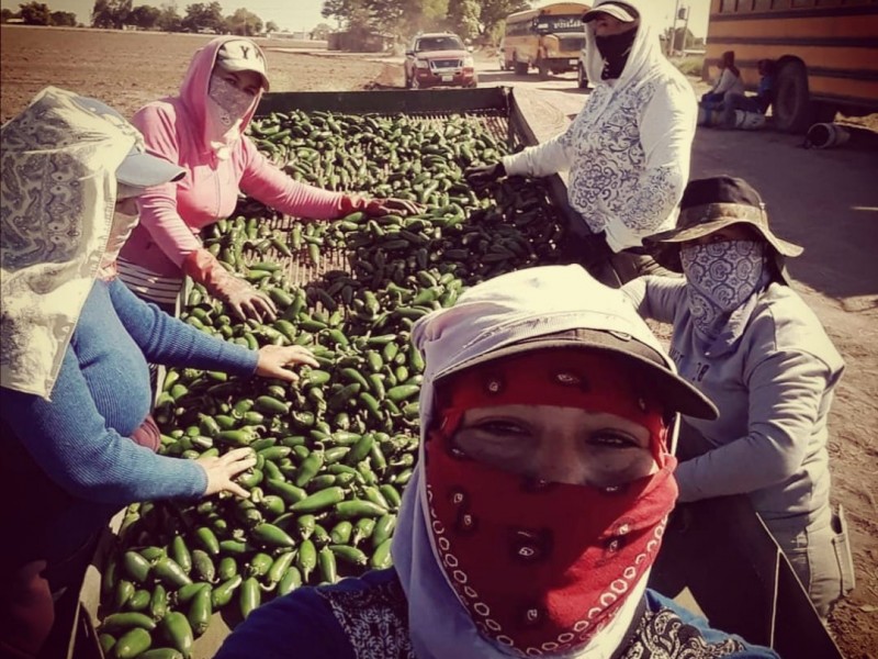 Jornaleros agrícolas en México sufren la falta de trabajo