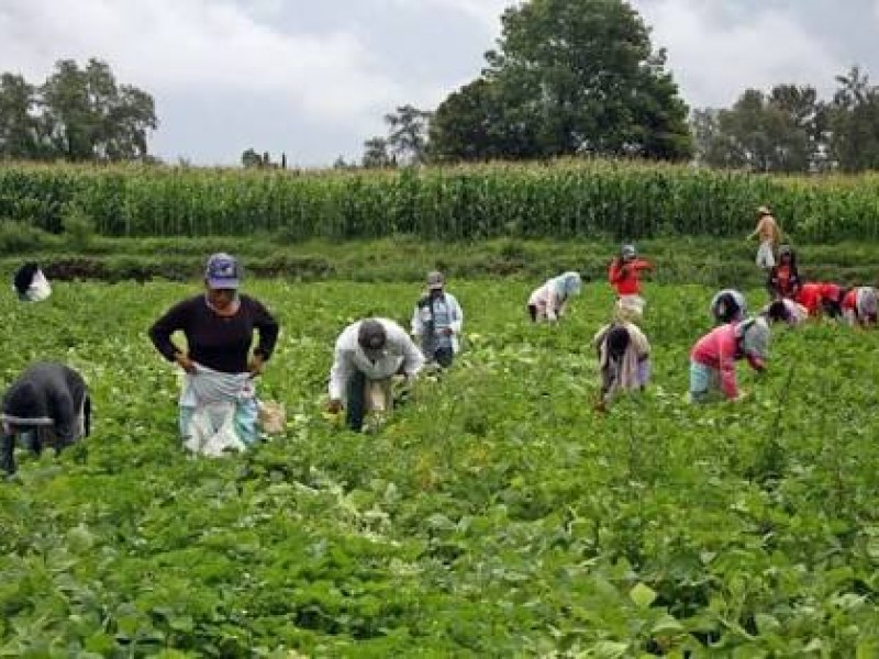 Jornaleros agrícolas víctimas de discriminación en Sinaloa