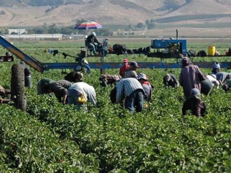 Jornaleros chiapanecos con demanda en Estados Unidos