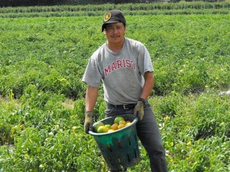 27 mil jornaleros mexicanos obtienen trabajo en Canadá