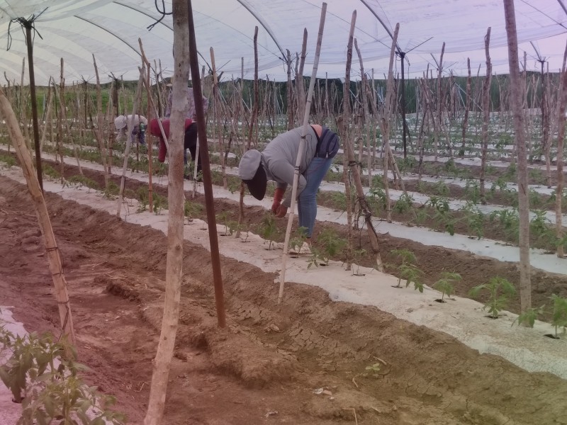 Jornaleros migrantes viven entre la pobreza y el rezago social