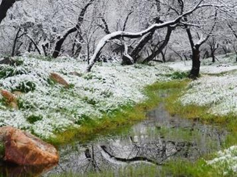 Joven residente de Tucson, Arizona gana concurso estatal de fotografía