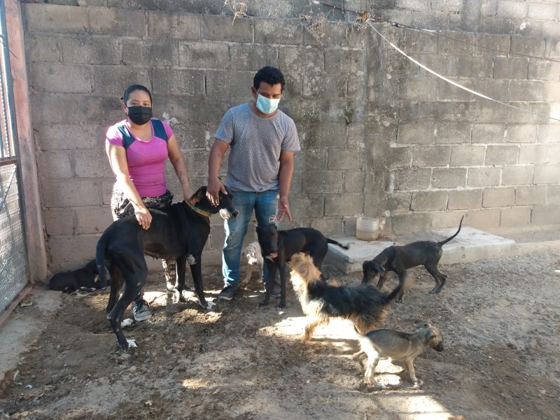 Jóvenes de Juchitán rescatan perros callejeros