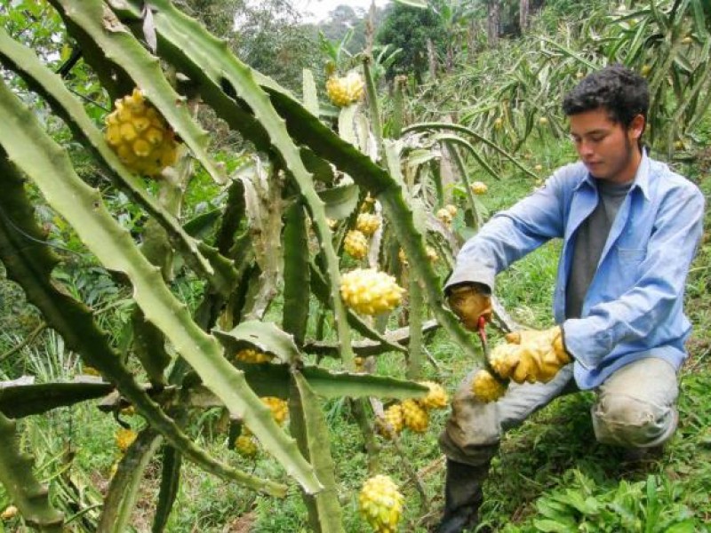 Jóvenes rurales los más afectados por tributar de manera obligatoria