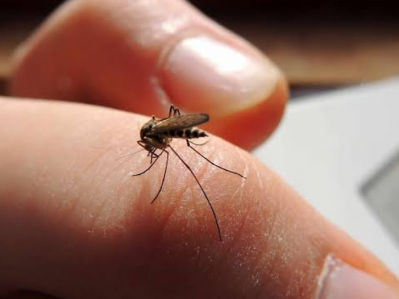 JSN2 evadió precisar cuántos casos de dengue registra
