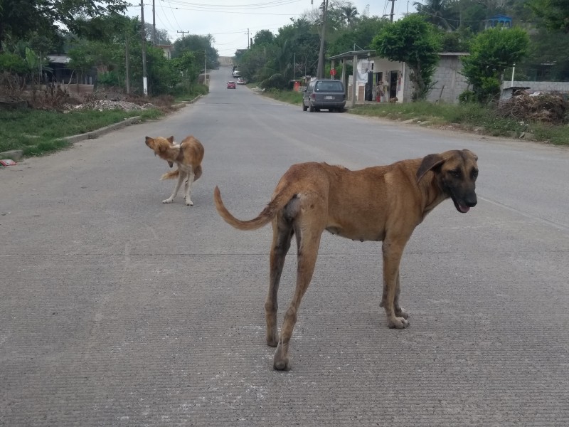 JSN2 niega apoyo para esterilización a mascotas