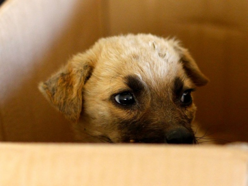 Juegos pirotécnicos afecta la salud de mascotas