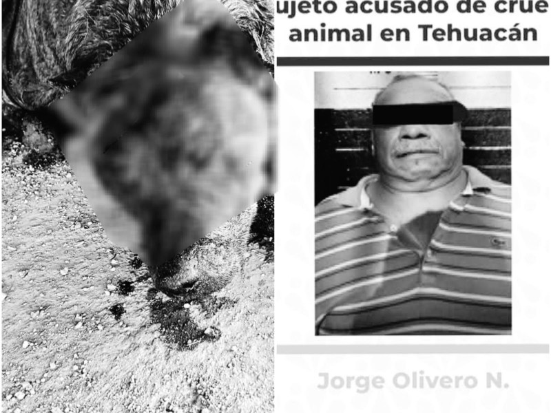 Juez señalado por obstruir justicia en caso de crueldad animal