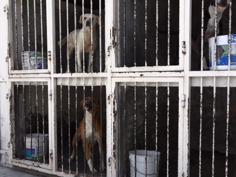 Arranca campaña de esterilización de perros y gatos