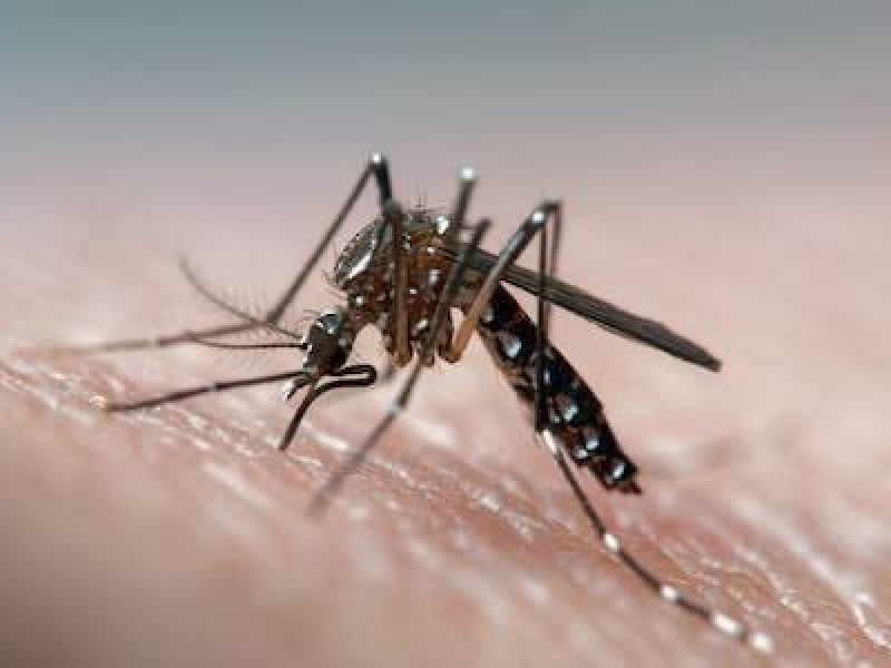 Jurisdicción Sanitaria 5 niega carencias para combatir dengue