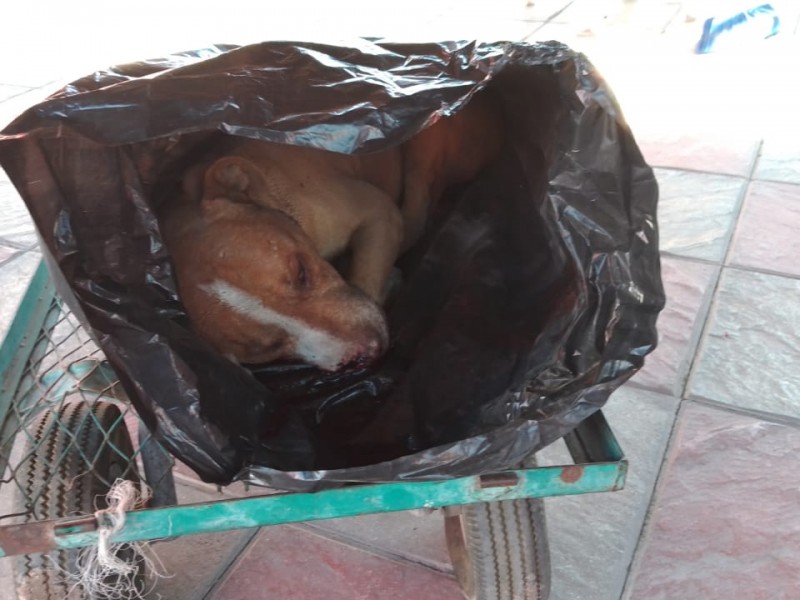 Justicia para perros atropellados por camión en Querétaro