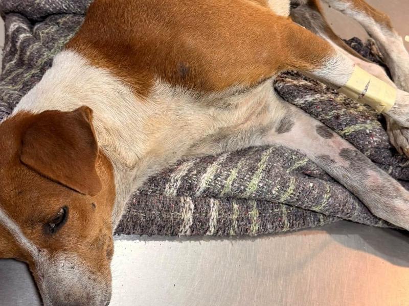 Justicia por Manchas, perro presuntamente arrojado desde edificio en fraccionamiento Montecarlo