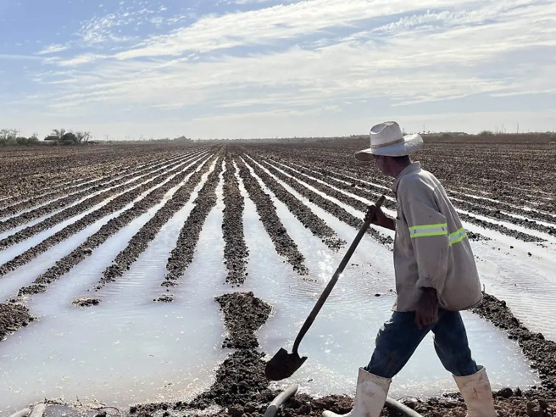 La agricultura consume la mayoría del agua disponible en Sonora