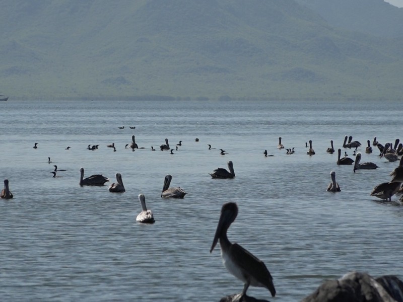 La bahía de Topolobampo, un paraíso para observadores de aves