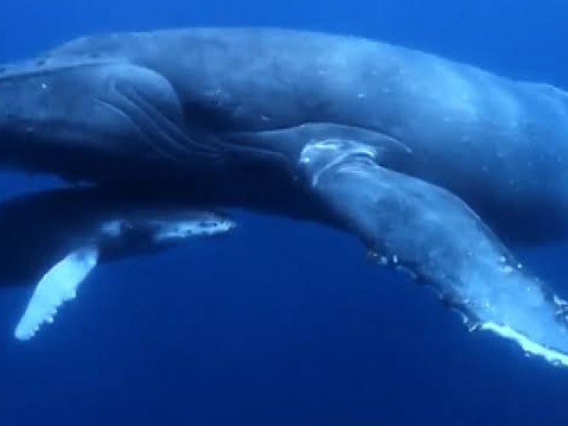 La ballena jorobada es el único cetáceo que emite canto