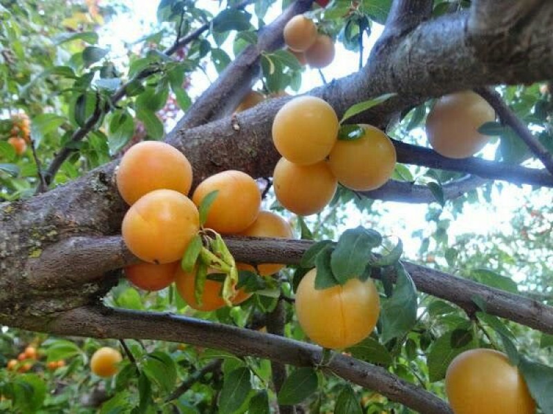 La ciruela, fruto de temporada preferido por la población