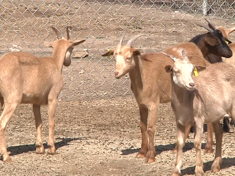 La clamidia se encuentra presente en algunas cabras