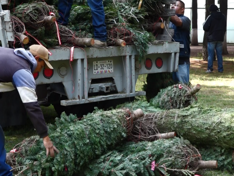 La composta de árboles de navidad contribuye al medio ambiente