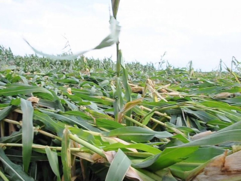 La cosecha de maíz la más afectada por huracán Hilary
