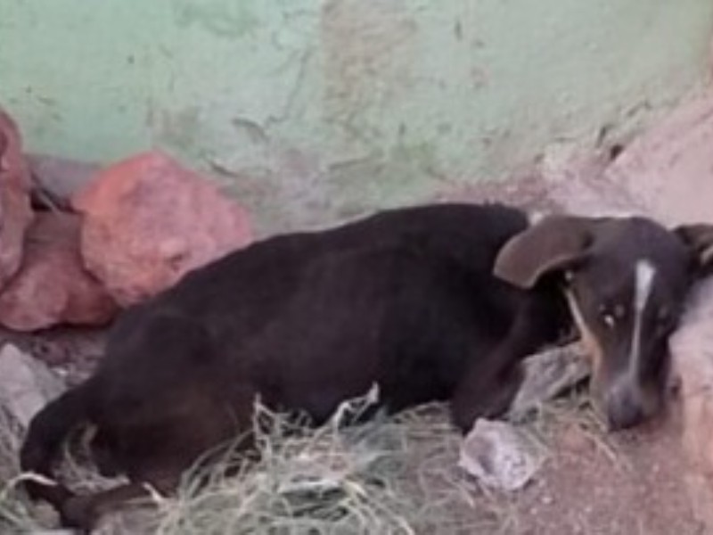 La crueldad animal aumenta en Guaymas