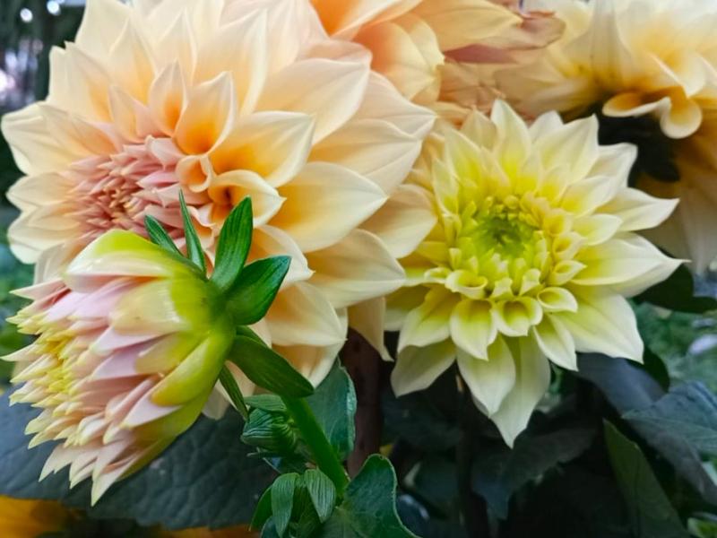 La dalia, el orgullo floral de México que conquistó al mundo