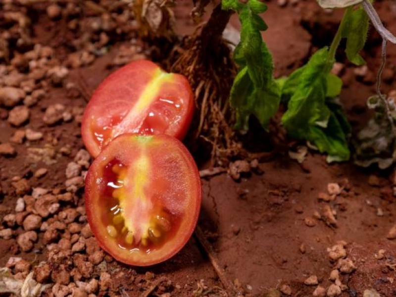 La ensalada de tomates marciana está más cerca