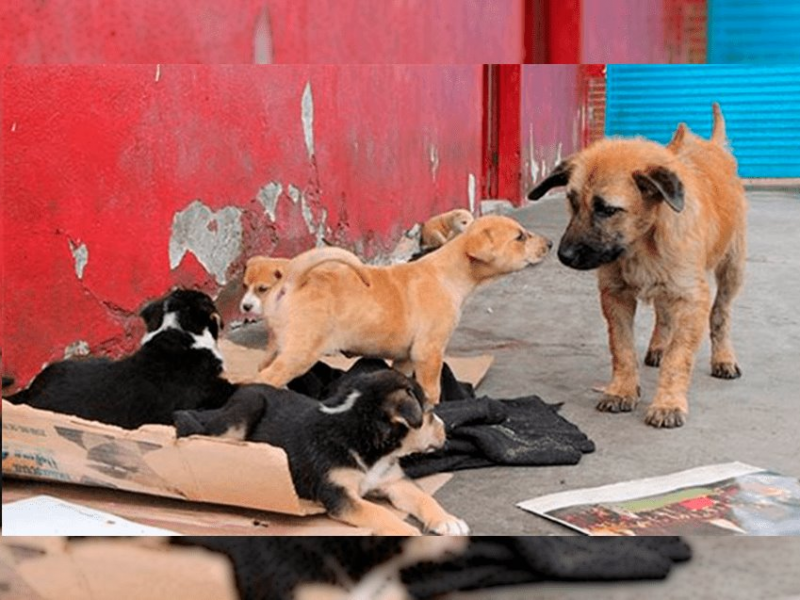 La esterilización es la única solución para la sobrepoblación